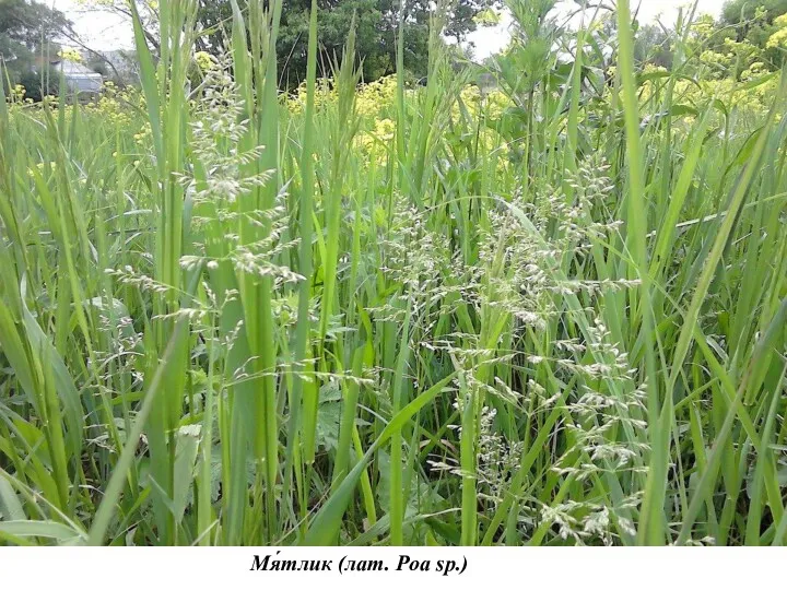 Мя́тлик (лат. Poa sp.)