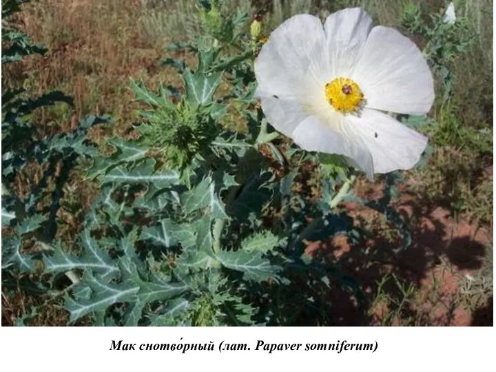 Мак снотво́рный (лат. Papaver somniferum)