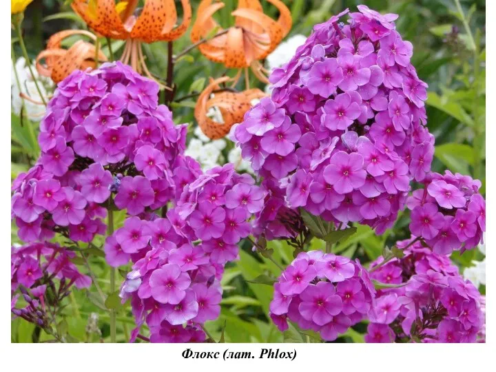 Флокс (лат. Phlox)