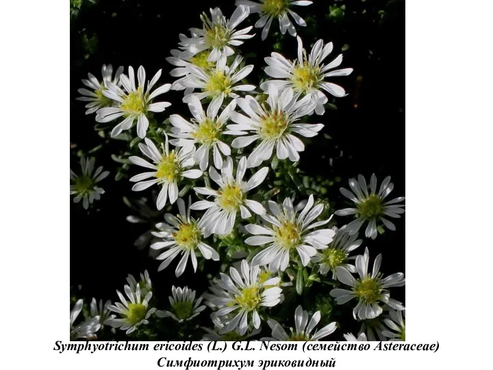 Symphyotrichum ericoides (L.) G.L. Nesom (семейство Asteraceae) Симфиотрихум эриковидный