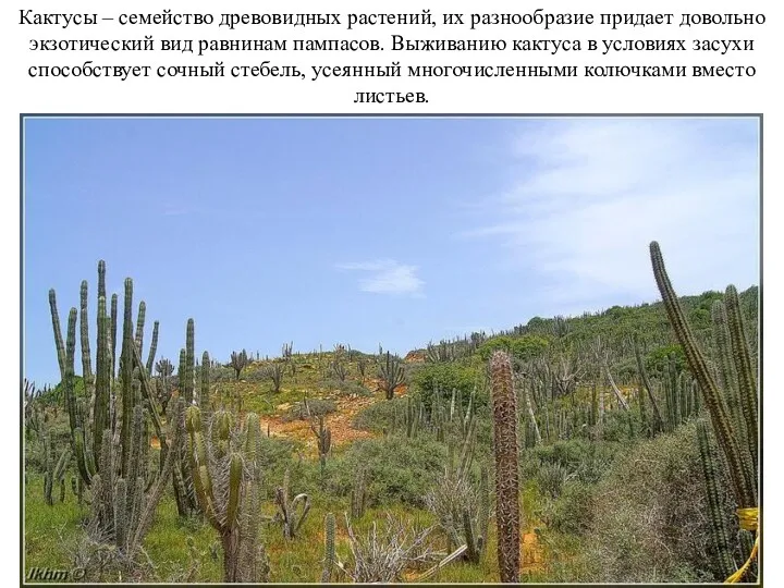 Кактусы – семейство древовидных растений, их разнообразие придает довольно экзотический