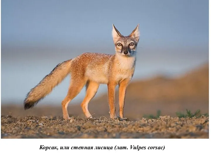 Корсак, или степная лисица (лат. Vulpes corsac)