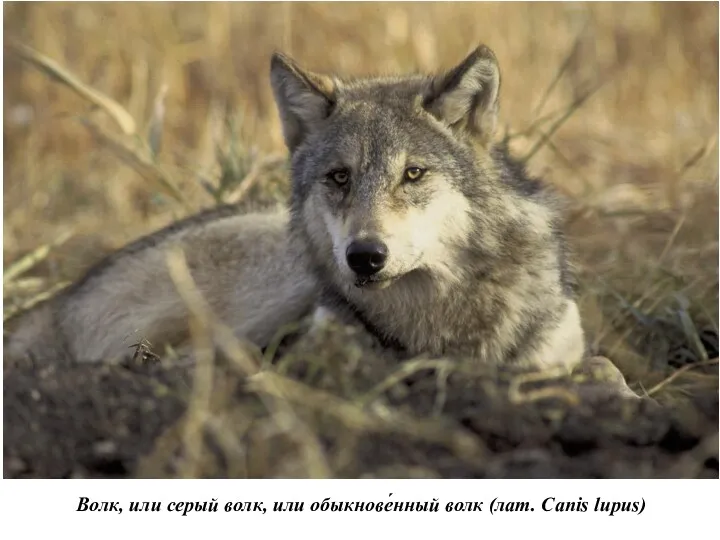 Волк, или серый волк, или обыкнове́нный волк (лат. Canis lupus)