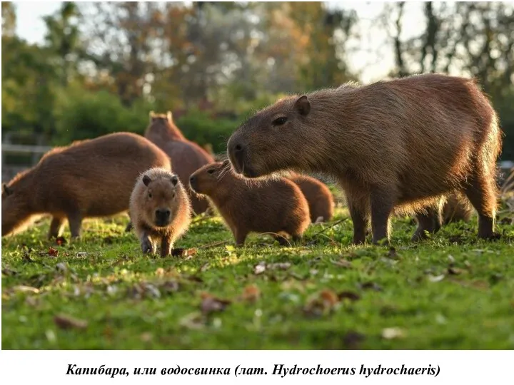 Капибара, или водосвинка (лат. Hydrochoerus hydrochaeris)