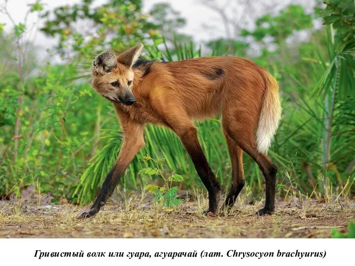 Гривистый волк или гуара, агуарачай (лат. Chrysocyon brachyurus)