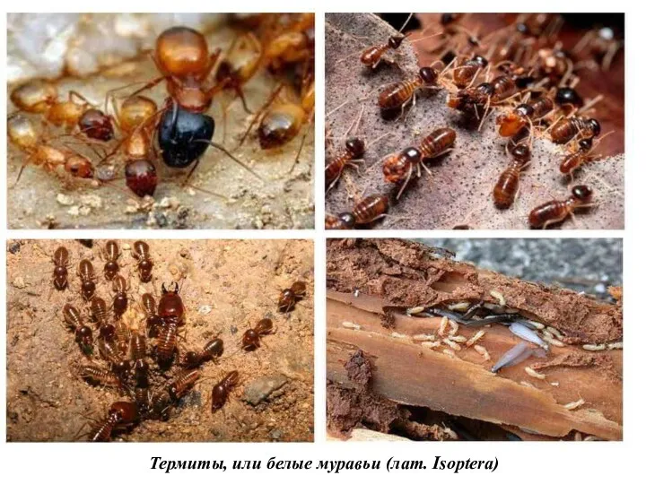 Термиты, или белые муравьи (лат. Isoptera)