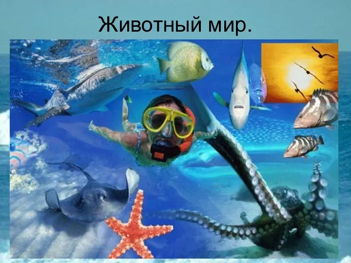 Животный мир.