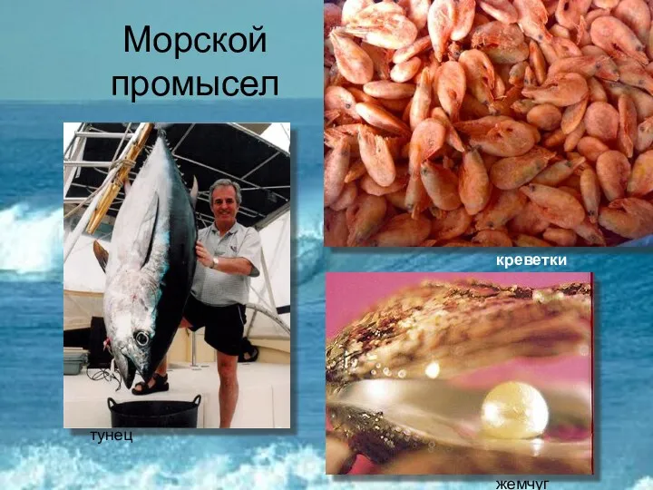 Морской промысел тунец жемчуг креветки