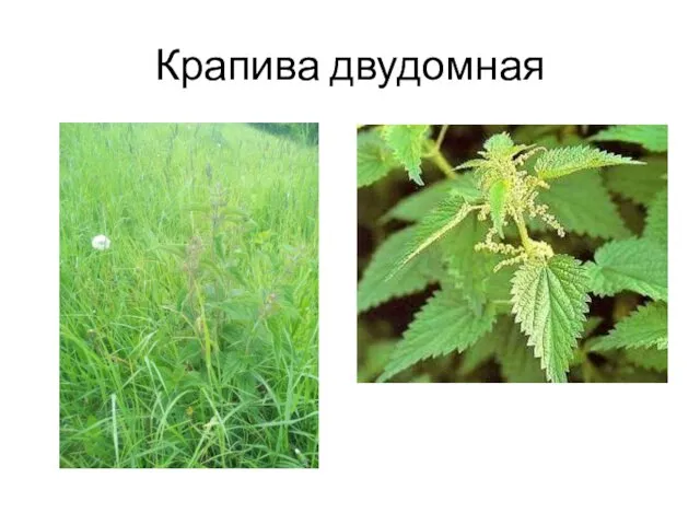 Крапива двудомная