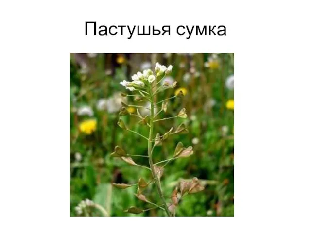 Пастушья сумка