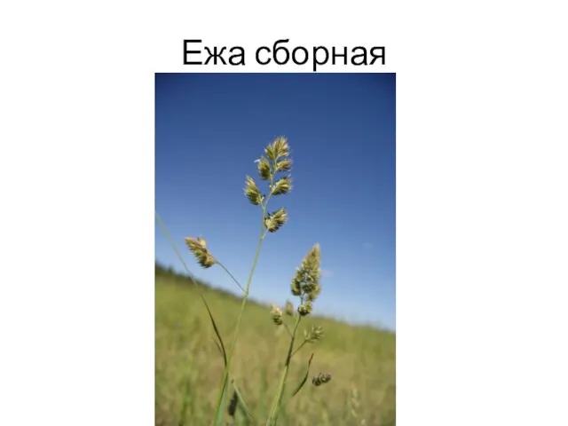 Ежа сборная