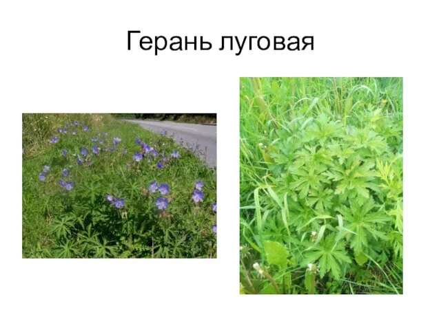 Герань луговая