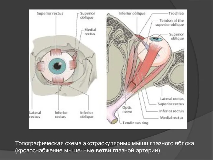 Топографическая схема экстраокулярных мышц глазного яблока (кровоснабжение мышечные ветви глазной артерии).