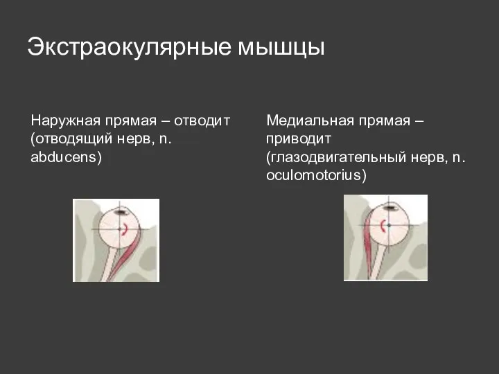 Экстраокулярные мышцы Наружная прямая – отводит (отводящий нерв, n. abducens) Медиальная прямая –