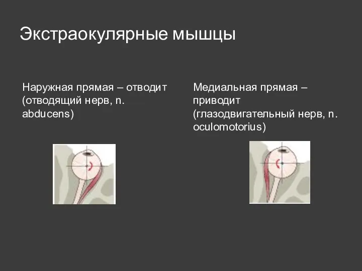 Экстраокулярные мышцы Наружная прямая – отводит (отводящий нерв, n. abducens)