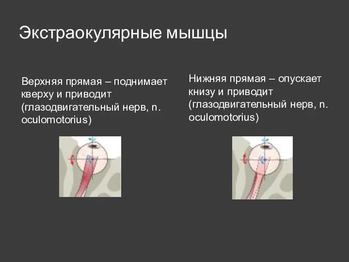 Экстраокулярные мышцы Верхняя прямая – поднимает кверху и приводит (глазодвигательный нерв, n. oculomotorius)