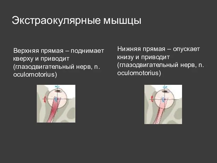 Экстраокулярные мышцы Верхняя прямая – поднимает кверху и приводит (глазодвигательный