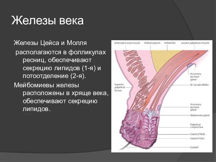 Железы века Железы Цейса и Молля располагаются в фолликулах ресниц, обеспечивают секрецию липидов