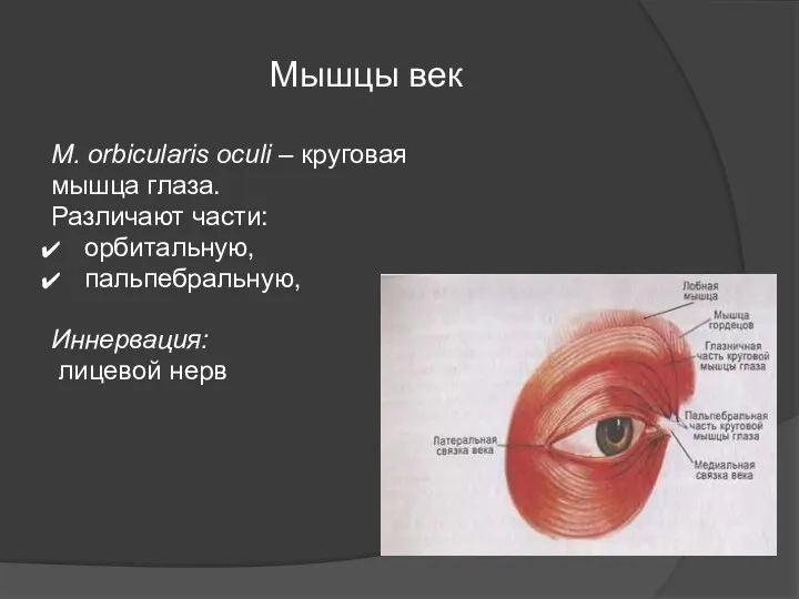 Мышцы век M. orbicularis oculi – круговая мышца глаза. Различают части: орбитальную, пальпебральную, Иннервация: лицевой нерв