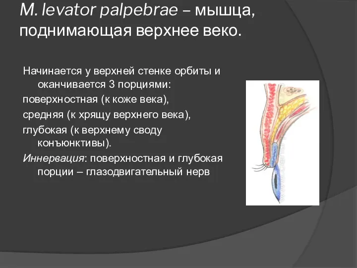 M. levator palpebrae – мышца, поднимающая верхнее веко. Начинается у верхней стенке орбиты