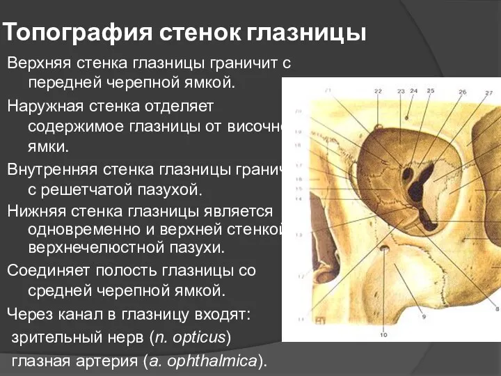 Топография стенок глазницы Верхняя стенка глазницы граничит с передней черепной ямкой. Наружная стенка