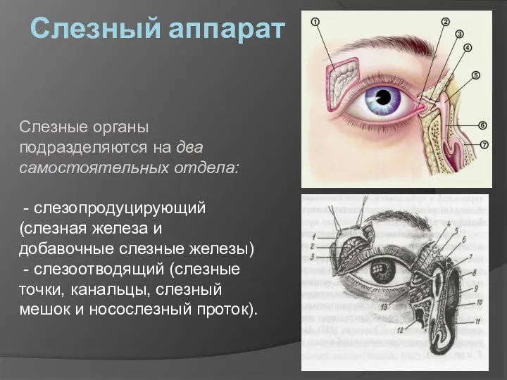 Слезный аппарат Слезные органы подразделяются на два самостоятельных отдела: -