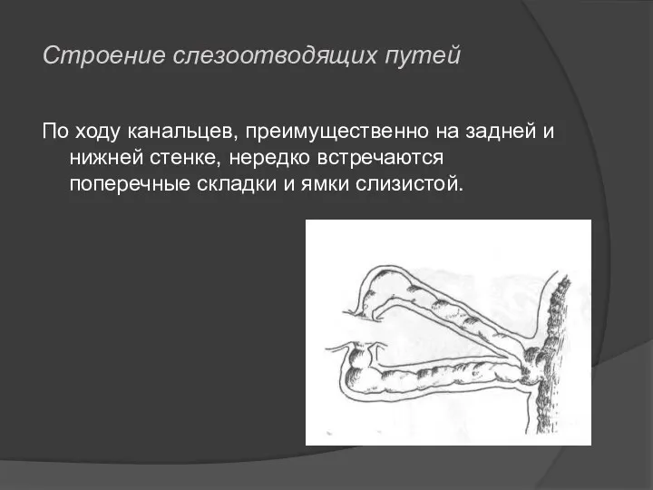 По ходу канальцев, преимущественно на задней и нижней стенке, нередко встречаются поперечные складки