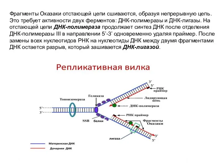 Фрагменты Оказаки отстающей цепи сшиваются, образуя непрерывную цепь. Это требует