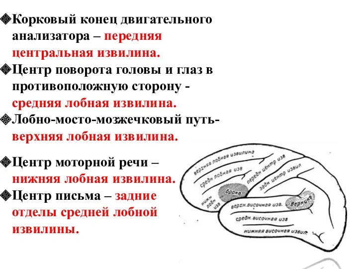 Корковый конец двигательного анализатора – передняя центральная извилина. Центр поворота