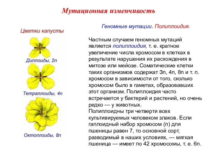 Геномные мутации. Полиплоидия. Частным случаем геномных мутаций является полиплоидия, т.