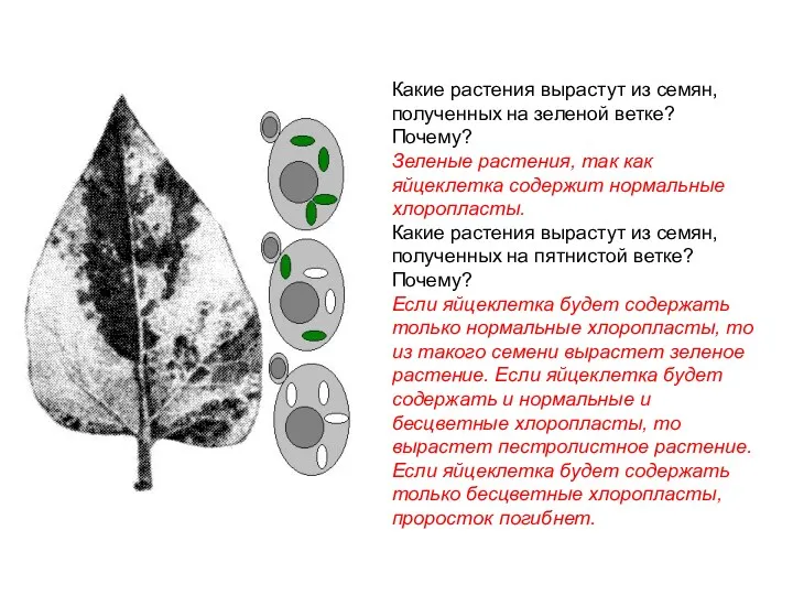 Какие растения вырастут из семян, полученных на зеленой ветке? Почему?