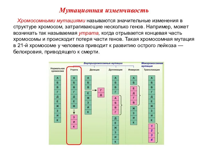 Хромосомными мутациями называются значительные изменения в структуре хромосом, затрагивающие несколько