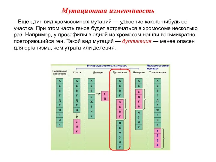 Еще один вид хромосомных мутаций — удвоение какого-нибудь ее участка.