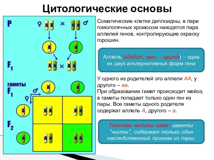 Соматические клетки диплоидны, в паре гомологичных хромосом находятся пара аллелей