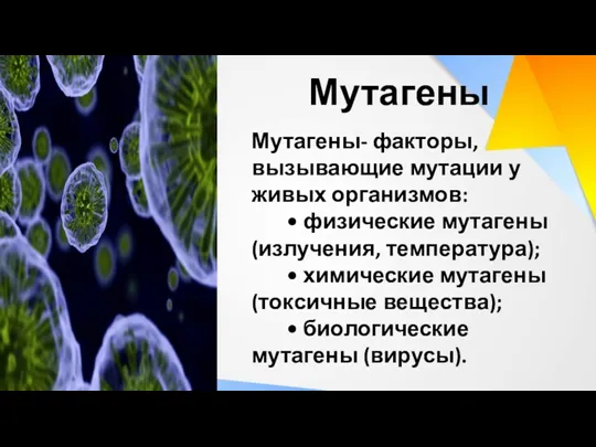 Мутагены- факторы, вызывающие мутации у живых организмов: • физические мутагены (излучения, температура); •