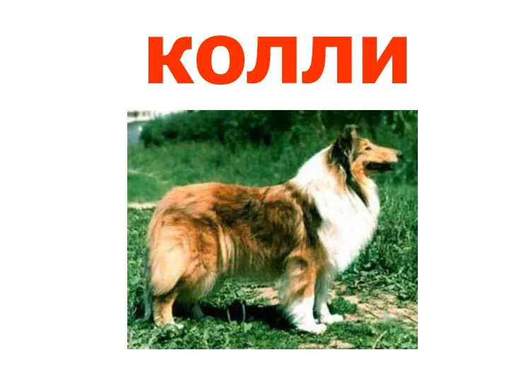 колли