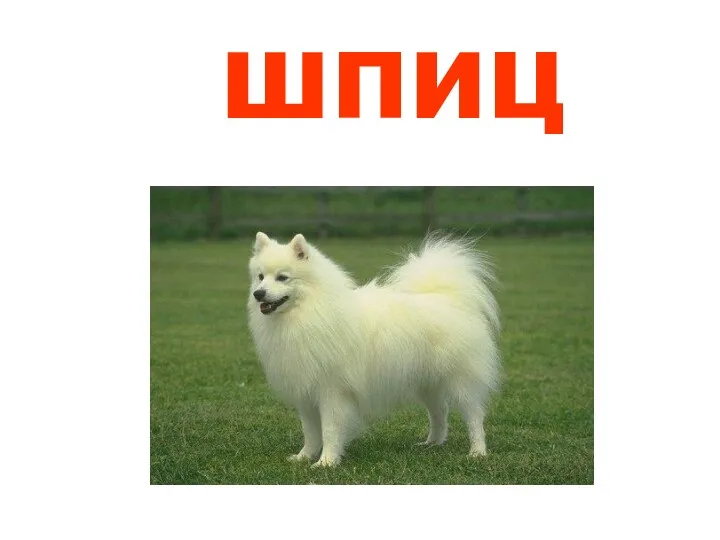 шпиц