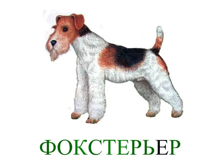 ФОКСТЕРЬЕР