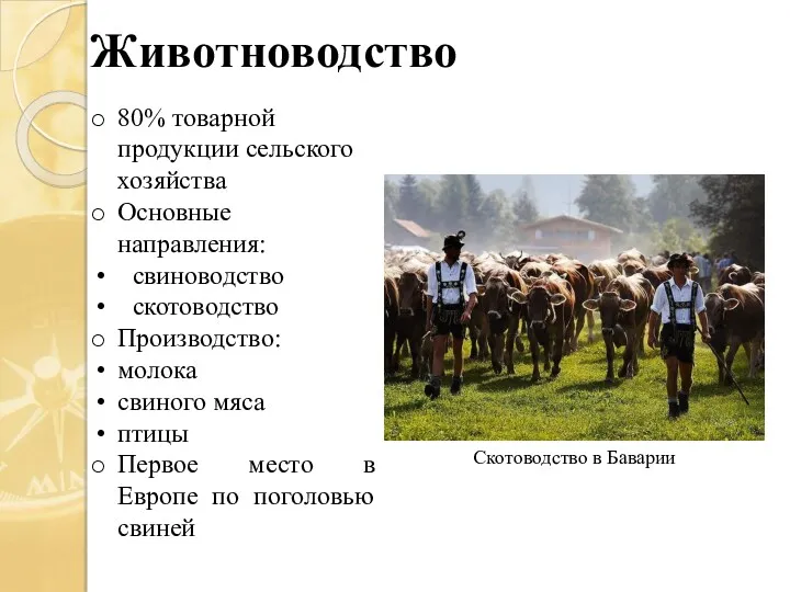 Животноводство 80% товарной продукции сельского хозяйства Основные направления: свиноводство скотоводство