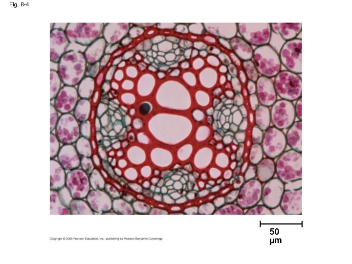 Fig. 8-4 50 µm