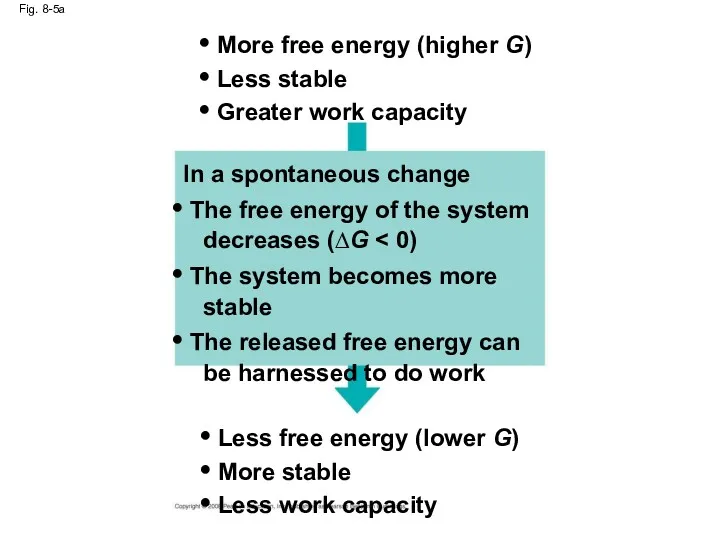 Fig. 8-5a Less free energy (lower G) More stable Less