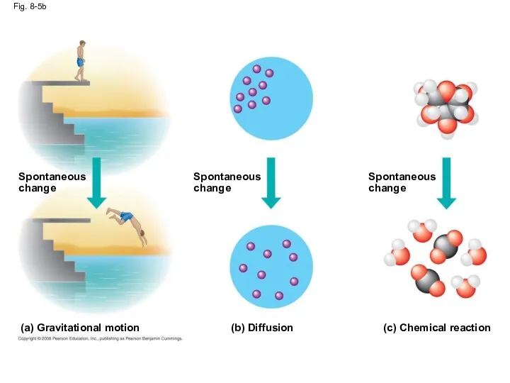 Fig. 8-5b Spontaneous change Spontaneous change Spontaneous change (b) Diffusion (c) Chemical reaction (a) Gravitational motion