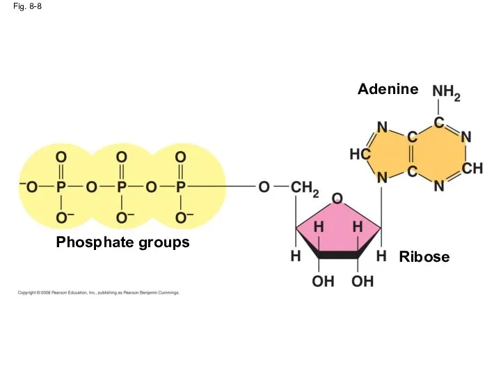 Fig. 8-8 Phosphate groups Ribose Adenine