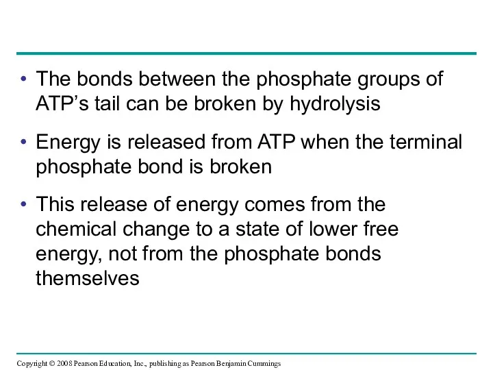 The bonds between the phosphate groups of ATP’s tail can