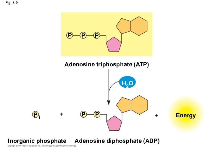 Fig. 8-9 Inorganic phosphate Energy Adenosine triphosphate (ATP) Adenosine diphosphate