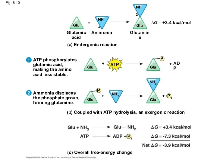 Fig. 8-10 (b) Coupled with ATP hydrolysis, an exergonic reaction