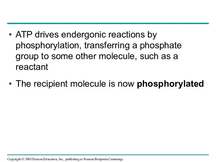 ATP drives endergonic reactions by phosphorylation, transferring a phosphate group