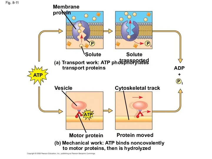 Fig. 8-11 (b) Mechanical work: ATP binds noncovalently to motor
