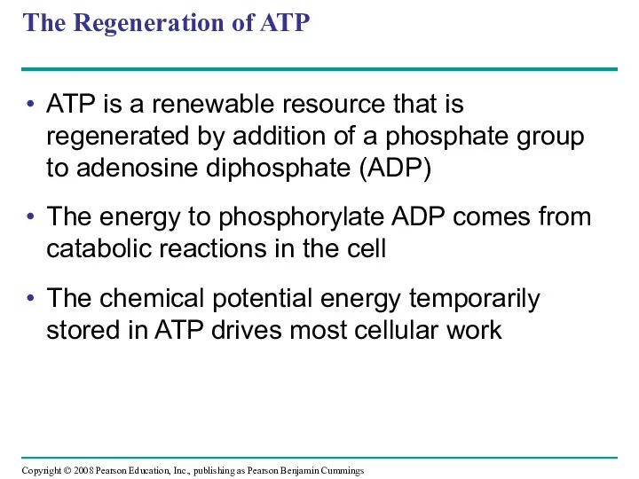 The Regeneration of ATP ATP is a renewable resource that
