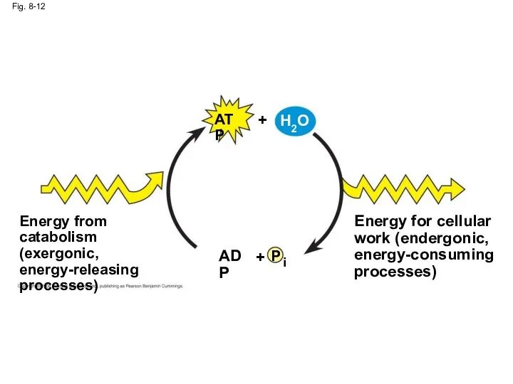 Fig. 8-12 P i ADP + Energy from catabolism (exergonic,